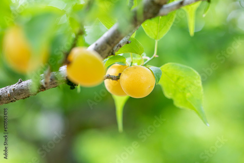 梅の実のアップ