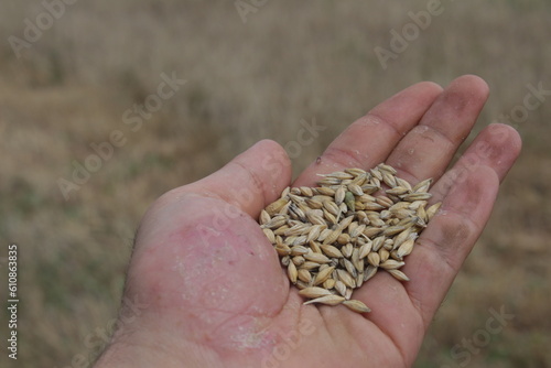 wheat in hands © cyenidede