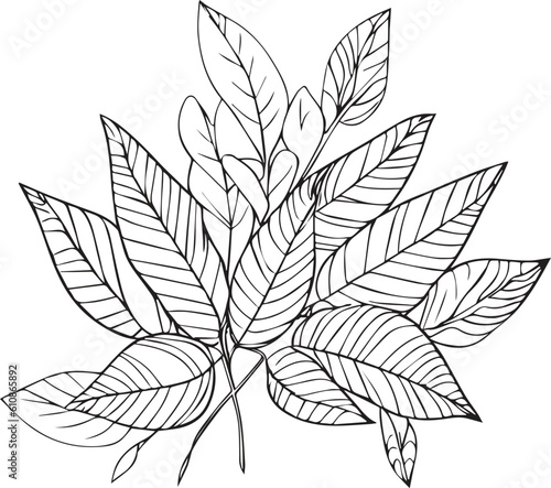 Set of vector hand-drawn botanical leaf, botanical line drawing,  wildflower botanical line art, leaf's vector art, Pencil realistic wildflower drawing, ink sketch isolated on white background,  © GraphicArt