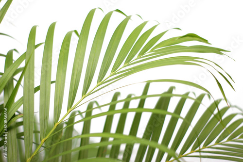 green tropical branch palm leaf with shadow on transparent background png file