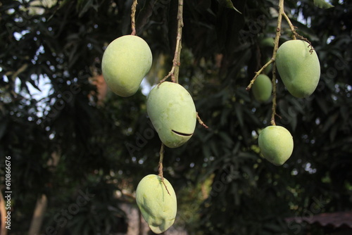 Green unripe mangoes hanging on trees, Bunch of mangoes in gardens, Rural mango cultivation