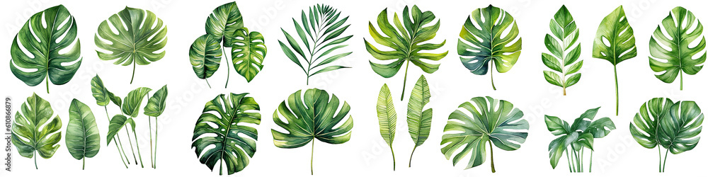 Fototapeta watercolor leaves set, watercolor botanical painting. Jungle illustrations, monstera and banana leaf. Tropical green plant , transparent background, PNG ,Generative AI