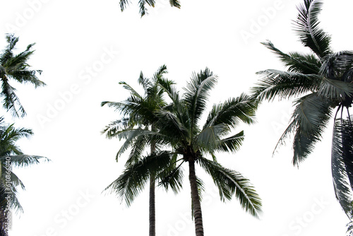 branch palm leaf trees on the cloud blue sky with beautiful sunset background