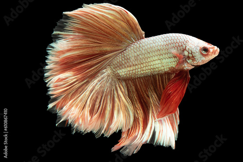 Multi color scales and fins, this betta fish is a true masterpiece of nature, displaying a kaleidoscope of colors that mesmerize and delight, Siamese fighting fish.