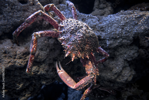 Spider crab macro view