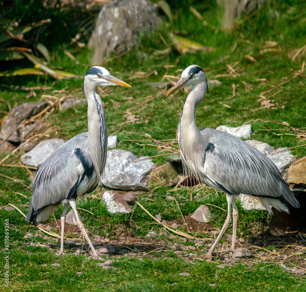 Fototapeta premium Two Grey Herons in the park