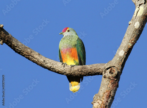 Rose-crowned fruit-dove bird sitting on a tree branch against a blue sky photo