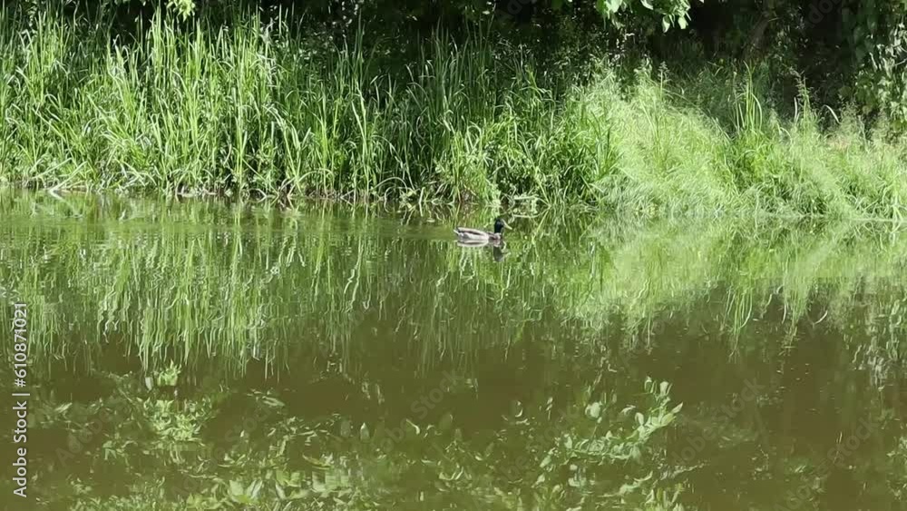 Drake floats on the river in the wild. Drake floats on the river in the wild.