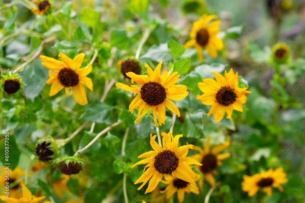 Fototapeta premium Beautiful yellow marigolds are blooming.
