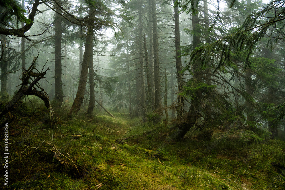 Mystischer Bergfichtenwald bei Nebel im Riesengebirge 12