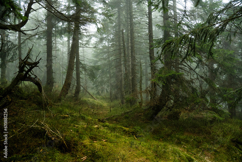 Mystischer Bergfichtenwald bei Nebel im Riesengebirge 12
