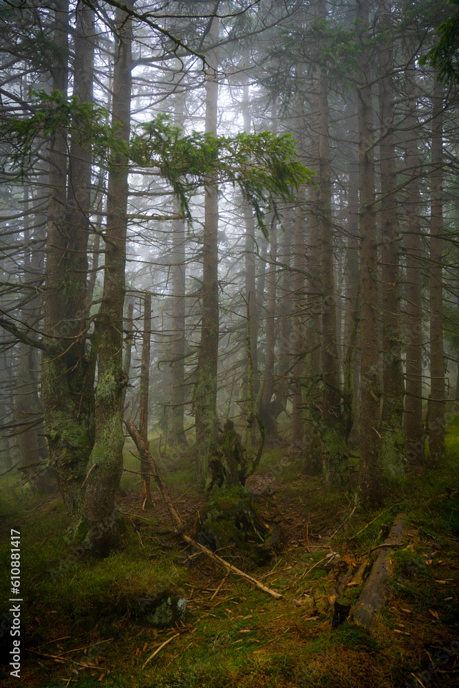 Mystischer Bergfichtenwald bei Nebel im Riesengebirge 11
