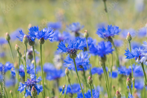 Ein Feld voller blauer Kornblumenblüten