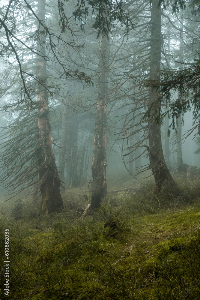 Mystischer Bergfichtenwald bei Nebel im Riesengebirge 3