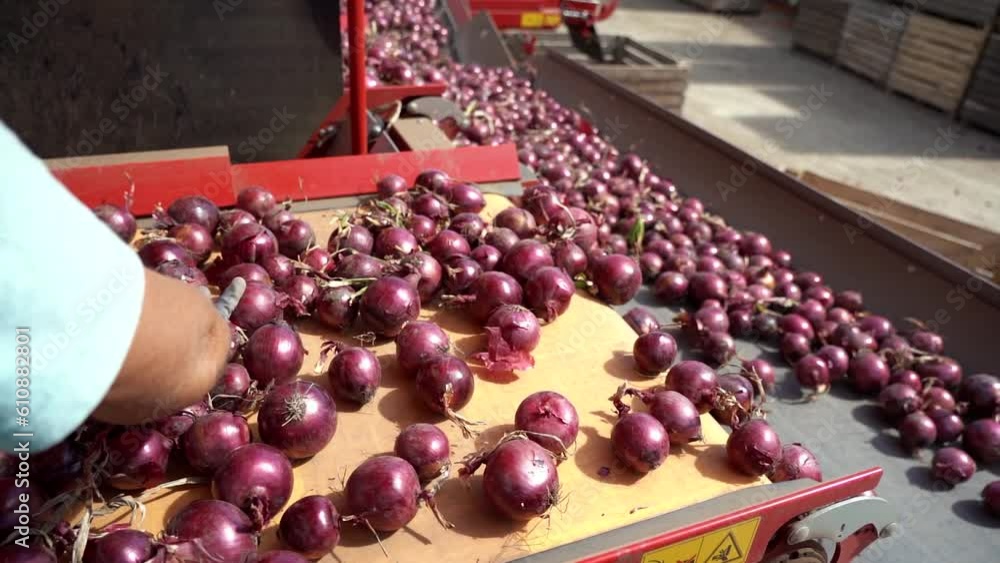 Stockvideon Red Onion Inside Onion Sorting and Grading Machine in