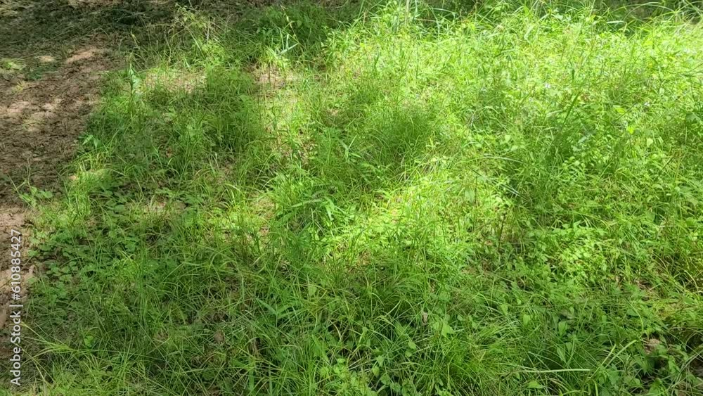 草原の中でそよ風で揺れる木漏れ日／Sunbeams swaying in the breeze in the meadow／초원 속에서 부드럽게 흔들리는 나무 누출 일