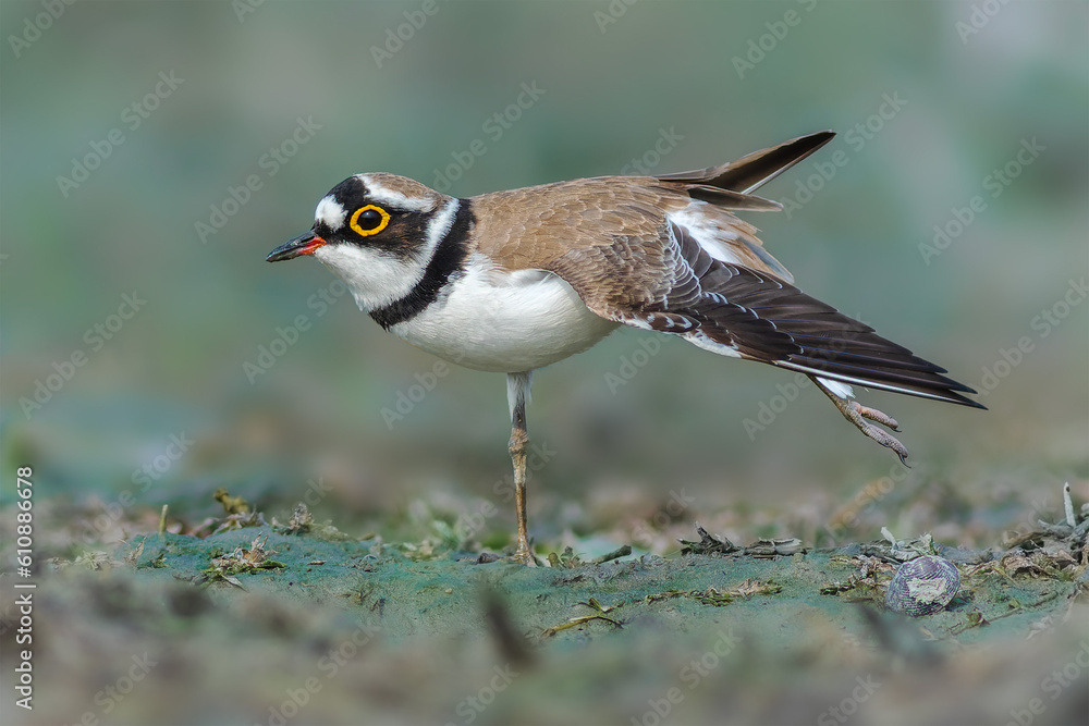 Little Ringed Plover Little Ringed Plover