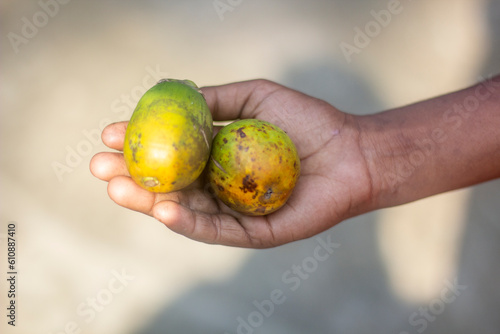 A hand holds two ripe mangoes and the background is blurred