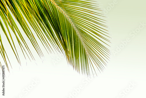 Silhouette de Palme cocotier 