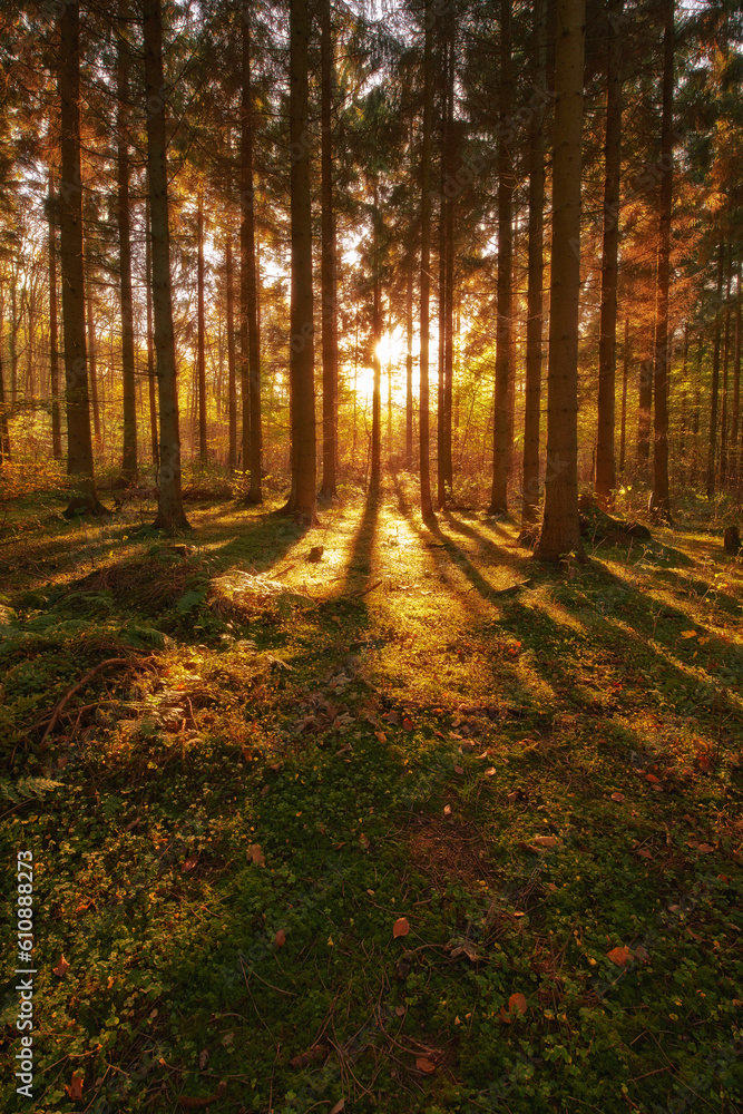 Trees, autumn season and sun ray in forest, woods or wilderness in the nature outdoors. Tall tree, backgrounds and plant growth with sunshine, field and sunset view of the natural park environment