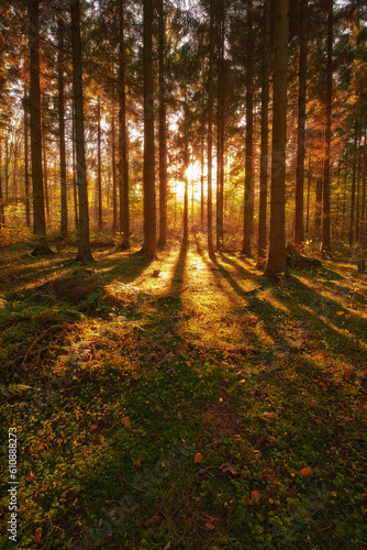 Trees  autumn season and sun ray in forest  woods or wilderness in the nature outdoors. Tall tree  backgrounds and plant growth with sunshine  field and sunset view of the natural park environment