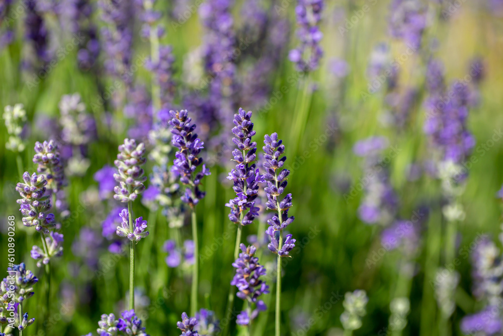 Naklejka premium Butterflies on spring lavender flowers under sunlight. Beautiful landscape of nature with a panoramic view. Hi spring. long banner