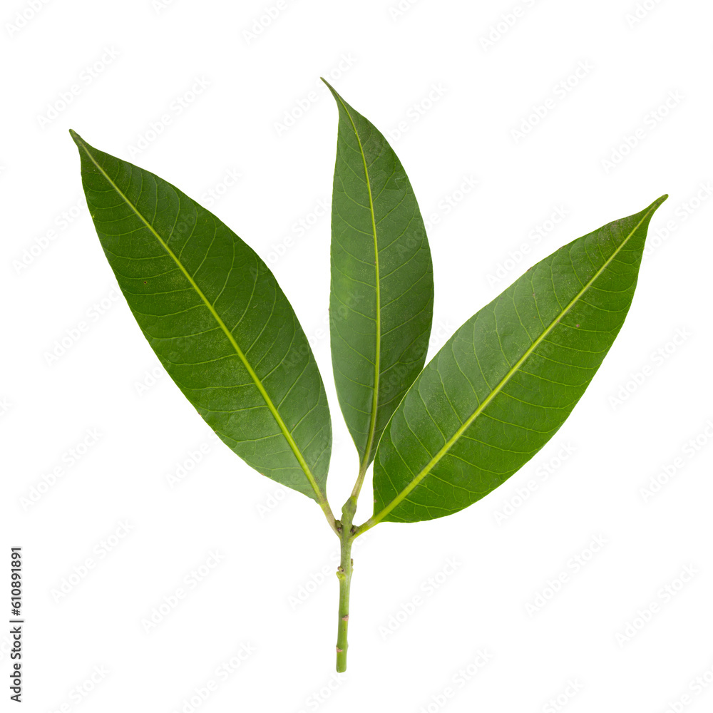 fresh green leaves isolated on a transparent background fresh green leaves isolated on a transparent background