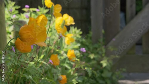 Yellow and orange mock poppies or papaver cambricum with visible seedpod and stamens waving in the wind in a summer garden with garden fence and twinkling light.	 photo