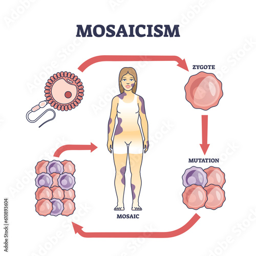 Mosaicism as medical genetic condition with cellular sets defect outline diagram. Labeled educational scheme with embryo development stages error and zygote incorrect mutation vector illustration.