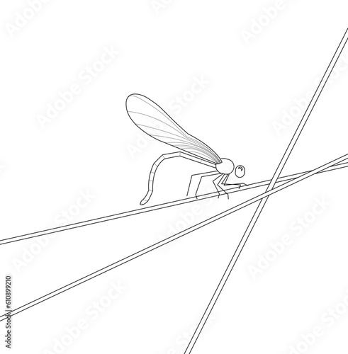 Calopteryx
