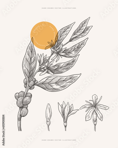 Branch of coffee tree with leaves, fruits and flowers in engraving style. Design element for botanical books, cafe menu, emblem or store packaging. Vector vintage illustration.