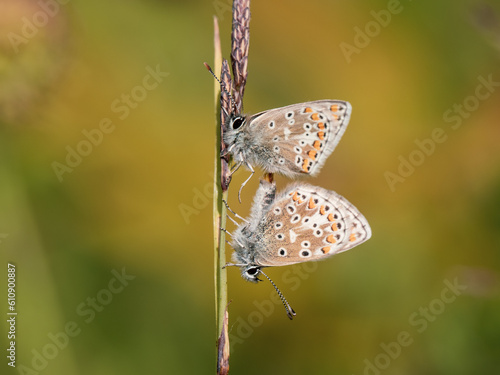 Wallpaper Mural A Pair of Brown Argus Mating Torontodigital.ca