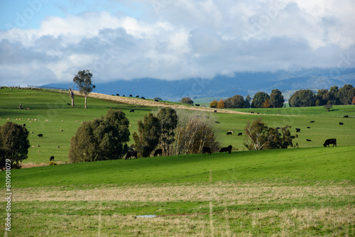 Delatite landscape around Mansfield in Victoria, Australia photo