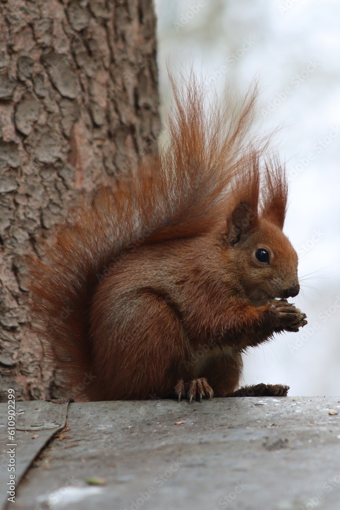 Fototapeta premium squirrel on a tree, park, animal red