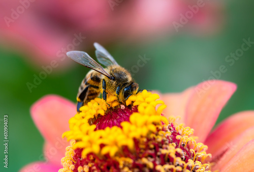 Honey bee covered with pollen