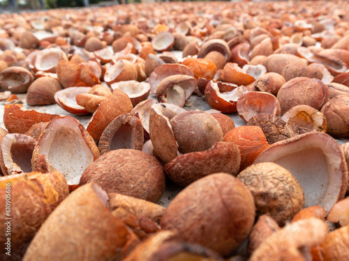 Dry Coconuts in a Countryside Village Stock Photo