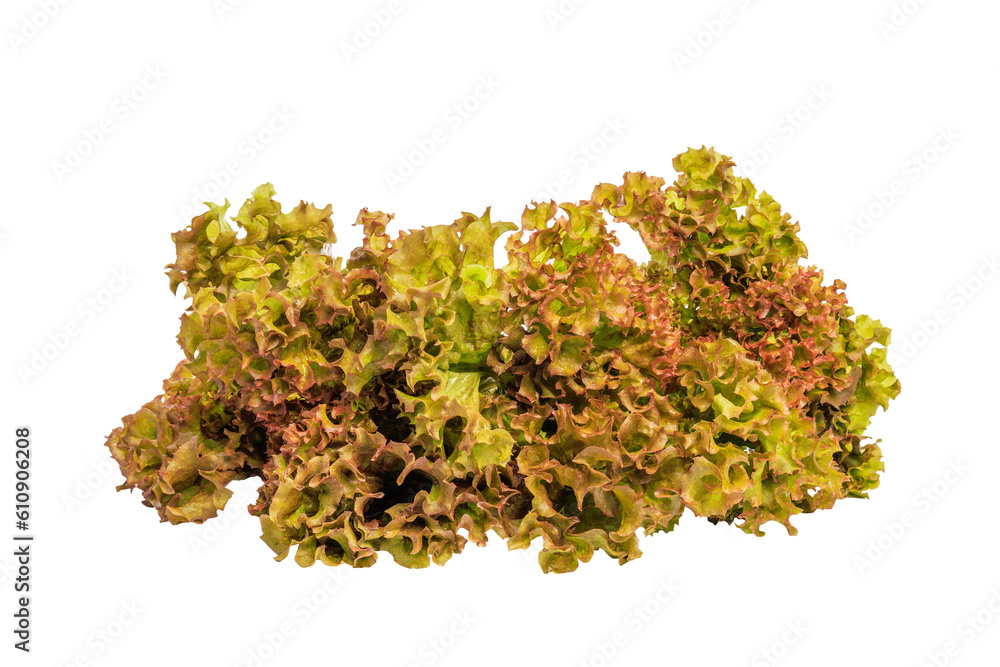 Fresh green lettuce salad leaves isolated on white background Fresh green lettuce salad leaves isolated on white background