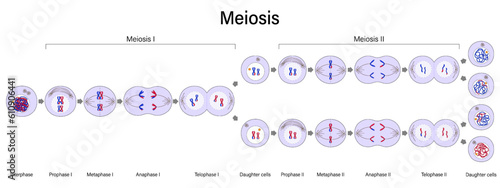 Diagram of Meiosis vector. Meiosis I and Meiosis II. Crossing over. Prophase, Metaphase, Anaphase, and Telophase. Cell division for education use. photo