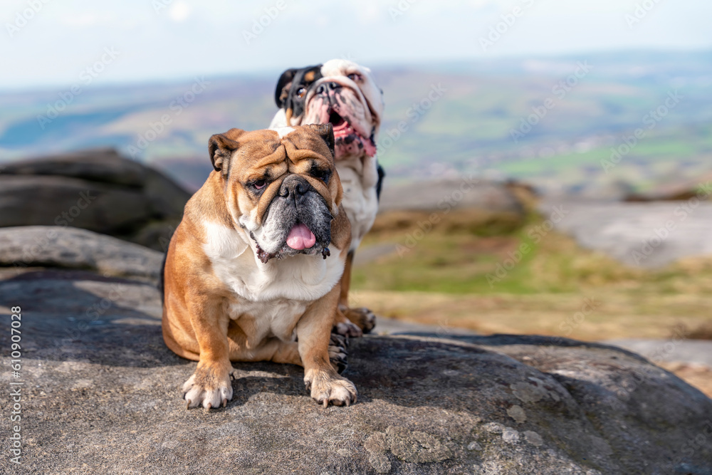 English bulldogs on top of mountain sitting on top of mountain at Peak District on a sunny warm day.