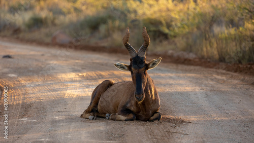 a red hartebeest antelope resting on the road © Jurgens