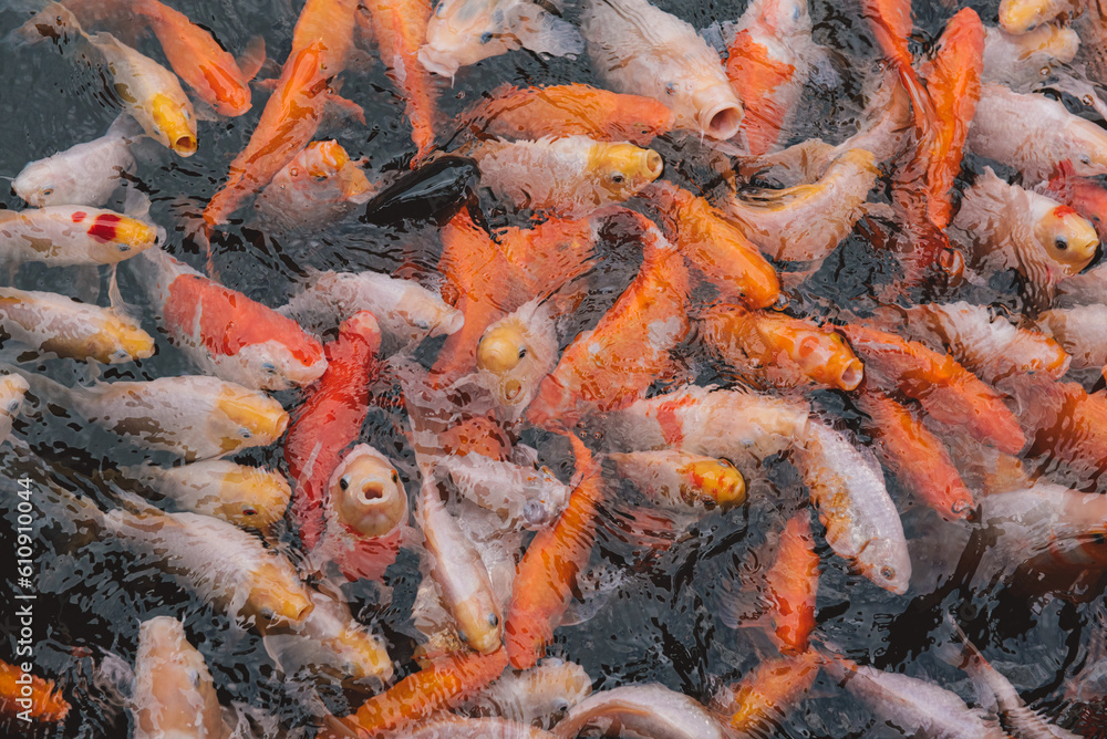 Group of koi fish japan colorful on water in background. Group of koi fish japan colorful on water in background.