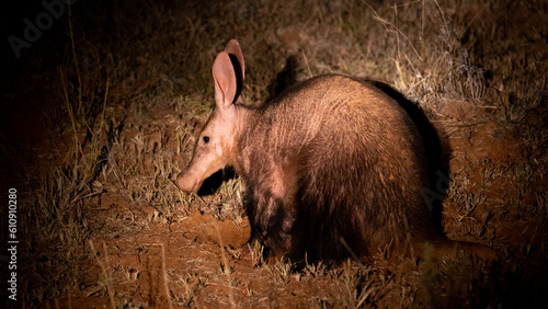 an Aardvark at night searching for the next meal photo