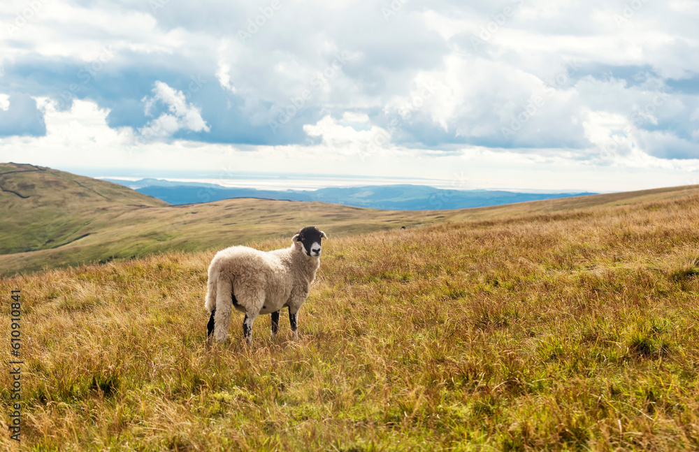 Naklejka premium The grazing big sheep on the meadow against mountains and hills in Lake District on cloudy day