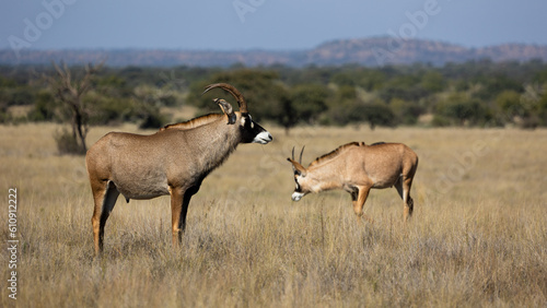 a male roan antelope in the wild