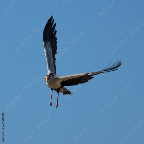 a secretarybird in flight  flying. 