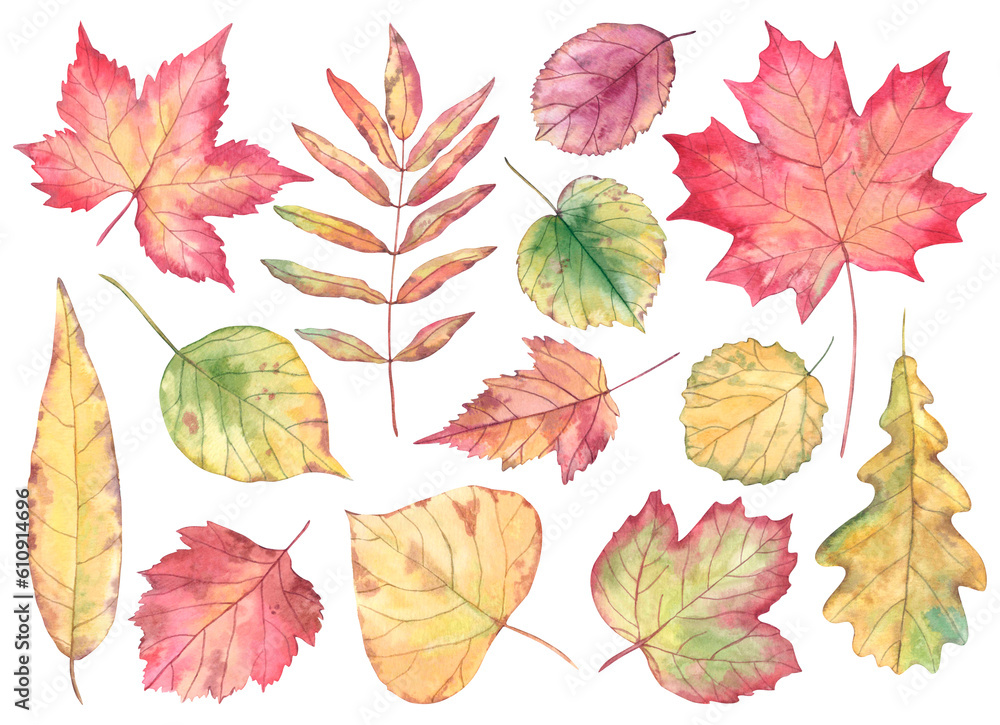 Fototapeta premium A set of watercolor autumn leaves. Hand-drawn illustration of leaves of different shapes and sizes in red yellow and green.