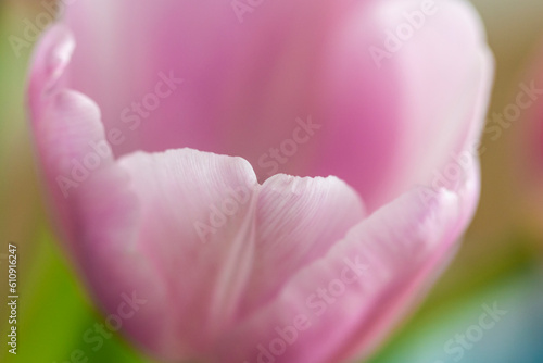 Fototapeta Naklejka Na Ścianę i Meble -  Smooth pink petals on a beautiful tulip flower in bloom