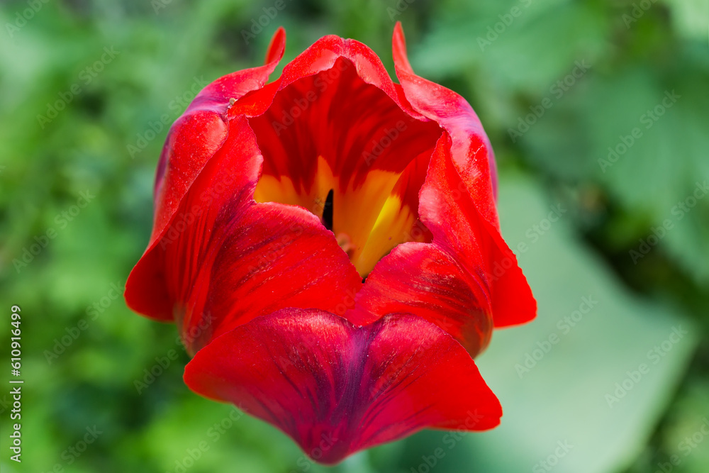 Red flower of tulip close-up on a blurred background Red flower of tulip close-up on a blurred background