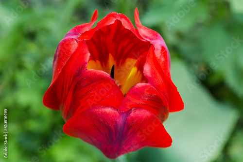 Red flower of tulip close-up on a blurred background