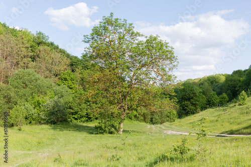 Single old tree on glade on the background of forest